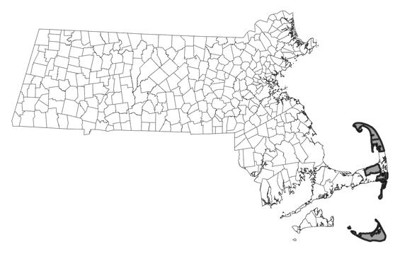 Map showing the distribution of this species in Massachusetts.