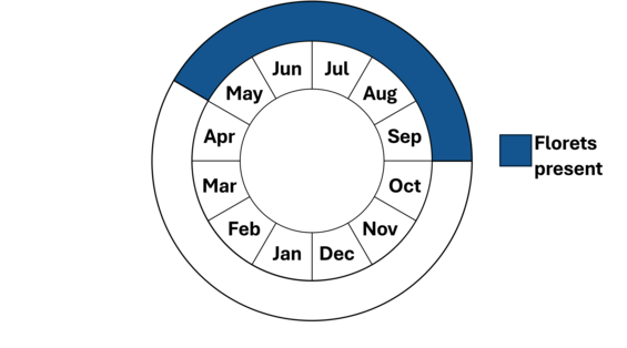 Graphic representation of life cycle, also described in text.