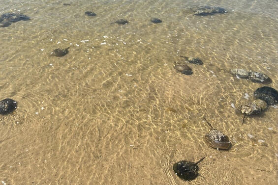 A beach with spawning horseshoe crabs.