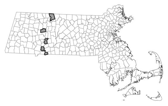 Map showing the distribution of this species in Massachusetts.