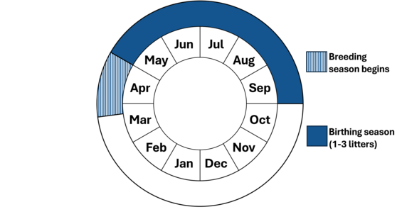 Graphic representation of life cycle, also described in text.