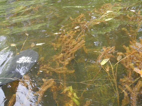 Slender Water-milfoil