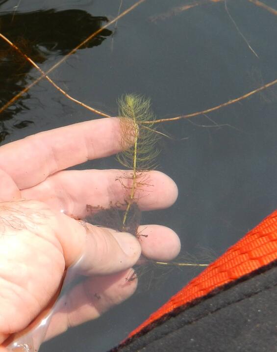 Slender Water-milfoil