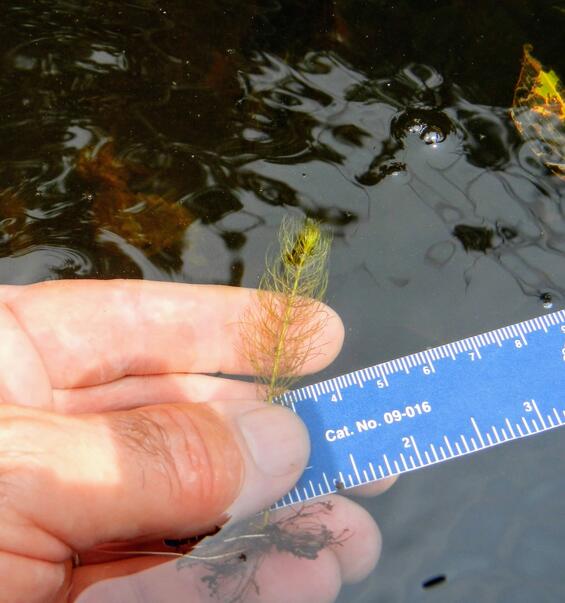 Slender Water-milfoil