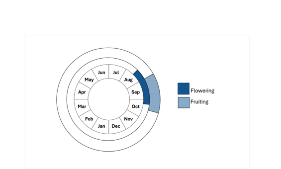 Graphic representation of life cycle, also described in text.