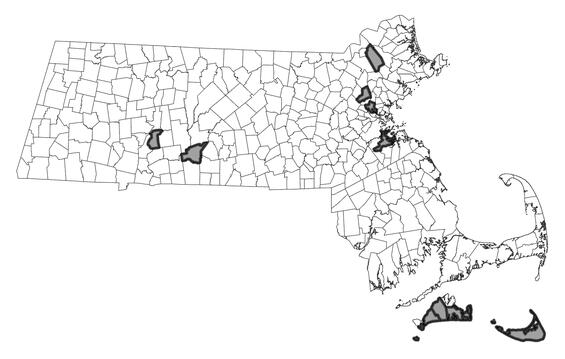 Map showing the distribution of this species in Massachusetts