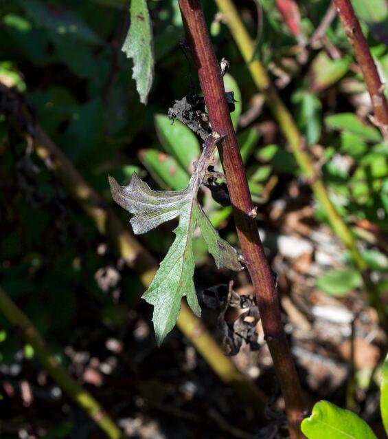 Lion's foot