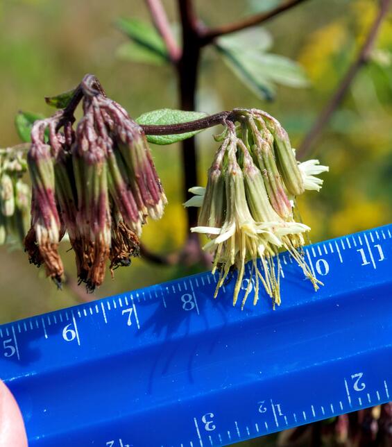 Lion's foot