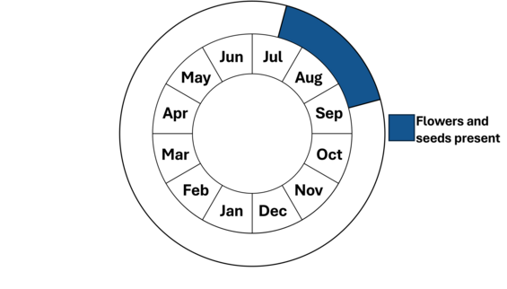 Graphic representation of life cycle, also described in text. 