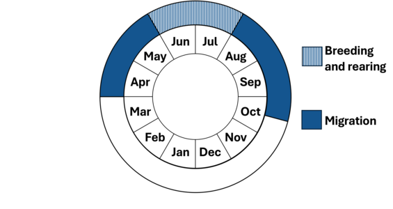 Graphic representation of life cycle, also described in text.