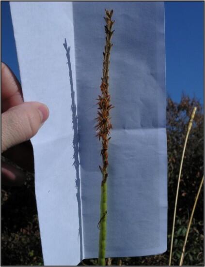 Northern gama-grass