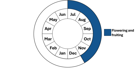 Graphic representation of life cycle, also described in text.