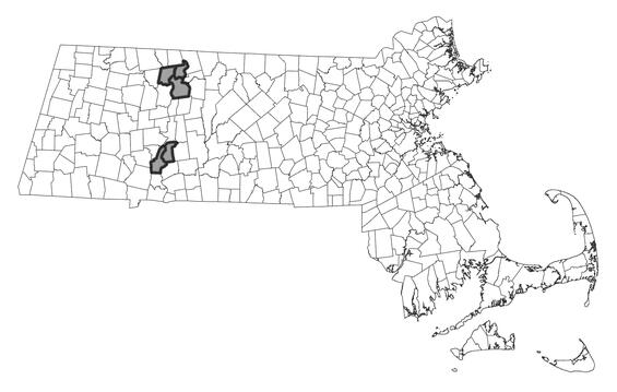 Map showing the distribution of this species in Massachusetts.