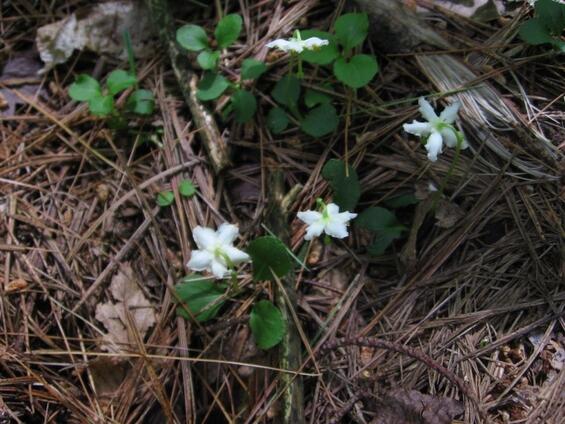 One-flowered Pyrola