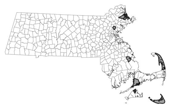 Map showing the distribution of this species in Massachusetts.