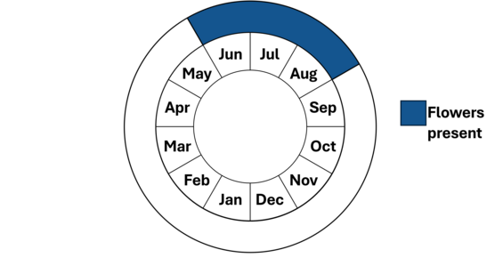Graphic representation of life cycle, also described in text.