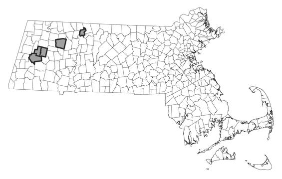 Map showing the distribution of this species in Massachusetts.