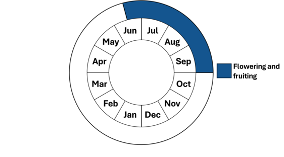 Graphic representation of life cycle, also described in text.