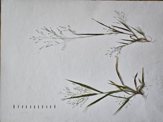 Philadelphia panic-grass