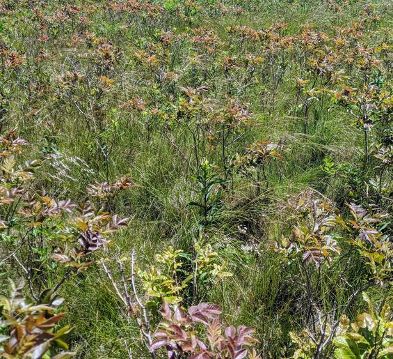 Many stems of flowering black oatgrass mixed with winged sumac, showing shiny appearance of long awns all together in grassy habitat in mid June.