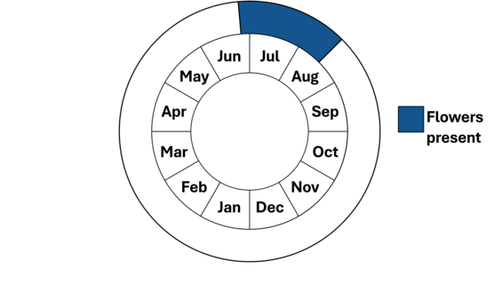 Graphic representation of life cycle, also described in text.