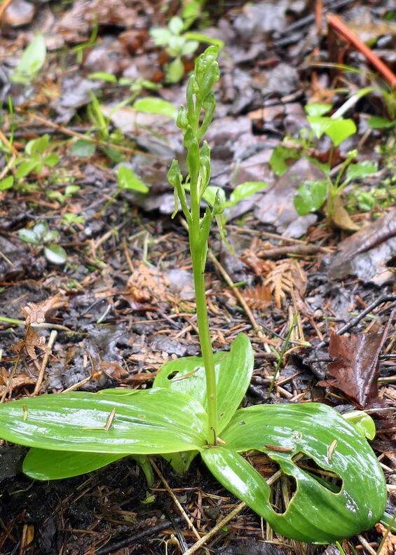 Hooker's orchid (Platanthera hookeri)