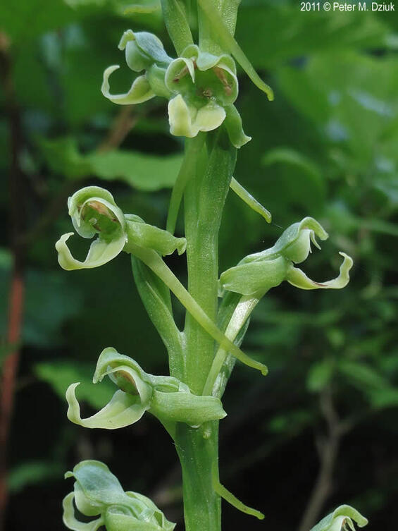 Hooker's orchid (Platanthera hookeri)