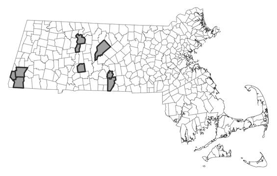 Map showing the distribution of this species in Massachusetts.