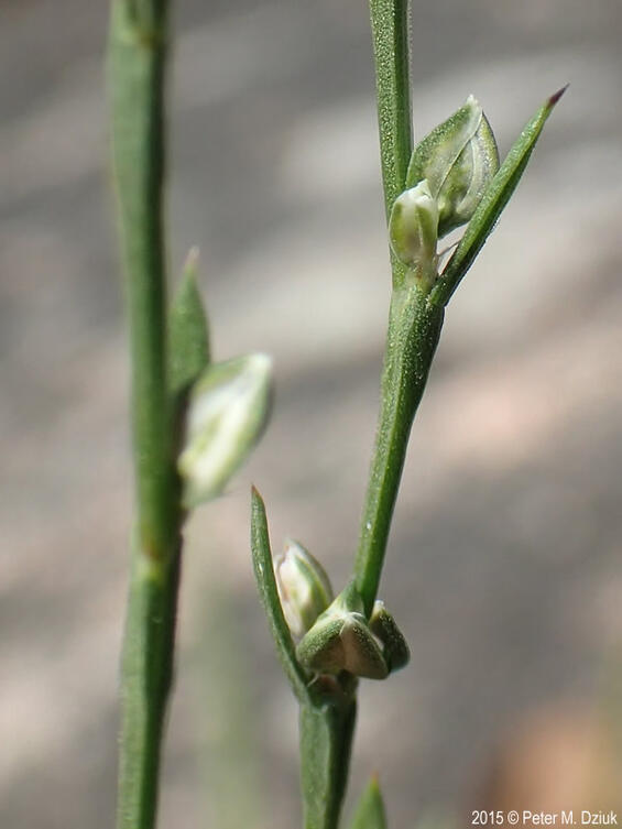 Slender knotweed flowers close-up