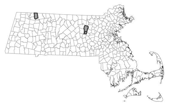 Map showing the distribution of this species in Massachusetts.