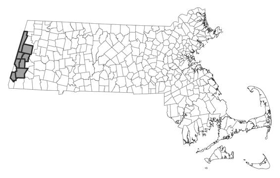 Map showing the distribution of this species in Massachusetts.