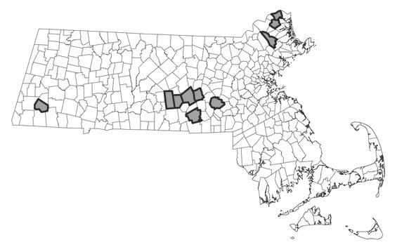 Map showing the distribution of this species in Massachusetts.