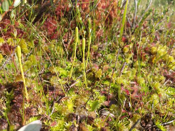slender clubmoss