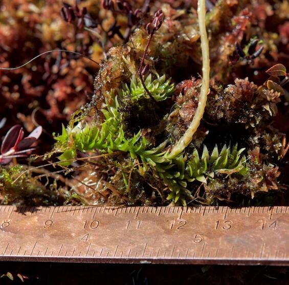 slender clubmoss
