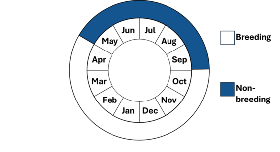 Graphic representation of life cycle, also described in text.