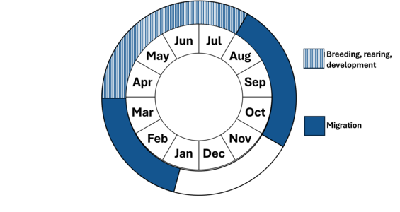 Graphic representation of life cycle, also described in text. 