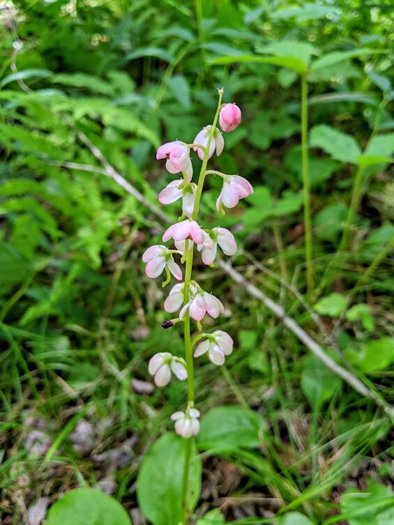 Pink shinleaf