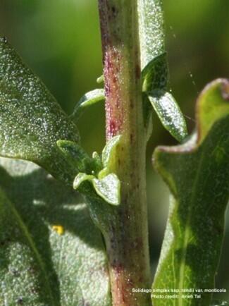 Rand's Goldenrod