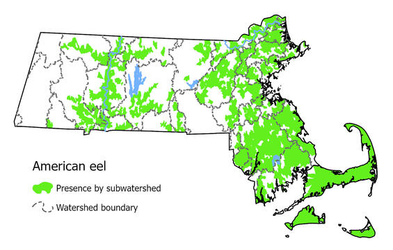 Map showing the distribution of this species in Massachusetts
