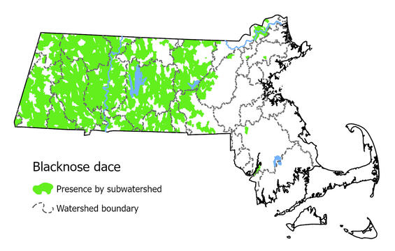 Map showing the distribution of this species in Massachusetts