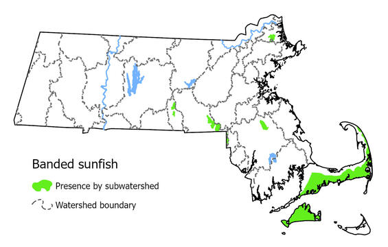 Map showing the distribution of this species in Massachusetts