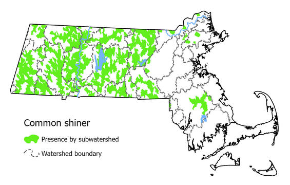 Map showing the distribution of this species in Massachusetts