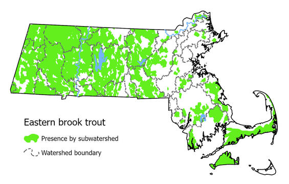 Map showing the distribution of this species in Massachusetts