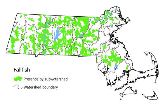 Map showing the distribution of this species in Massachusetts