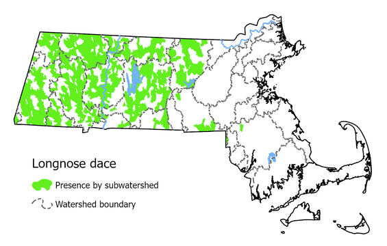 Map showing the distribution of this species in Massachusetts