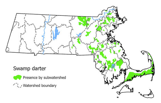 Map showing the distribution of this species in Massachusetts