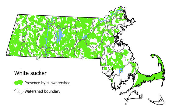 Map showing the distribution of this species in Massachusetts