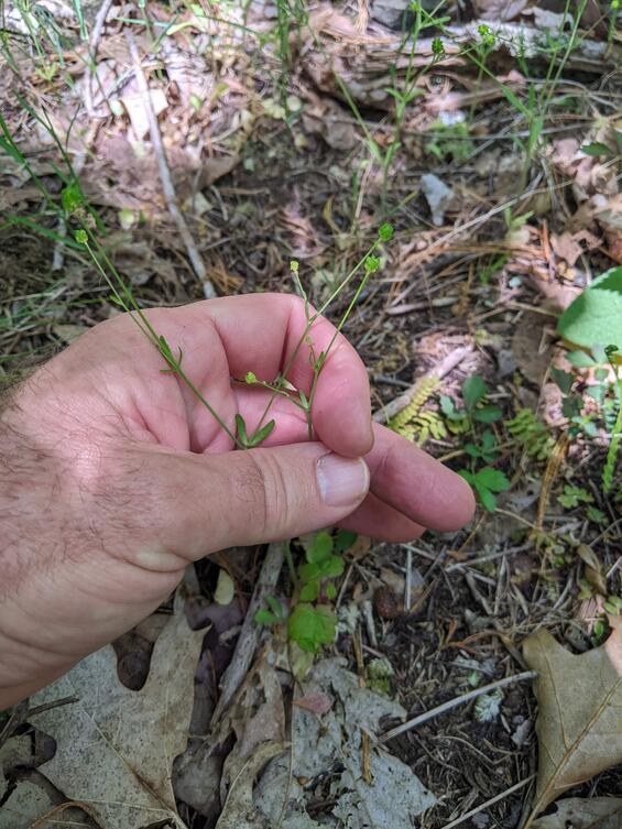 Small-flowered Buttercup (Ranunculus micranthus)