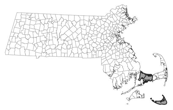 Map showing the distribution of this species in Massachusetts