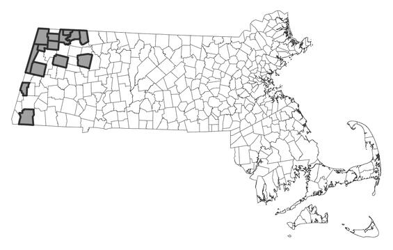 Map showing the distribution of this species in Massachusetts